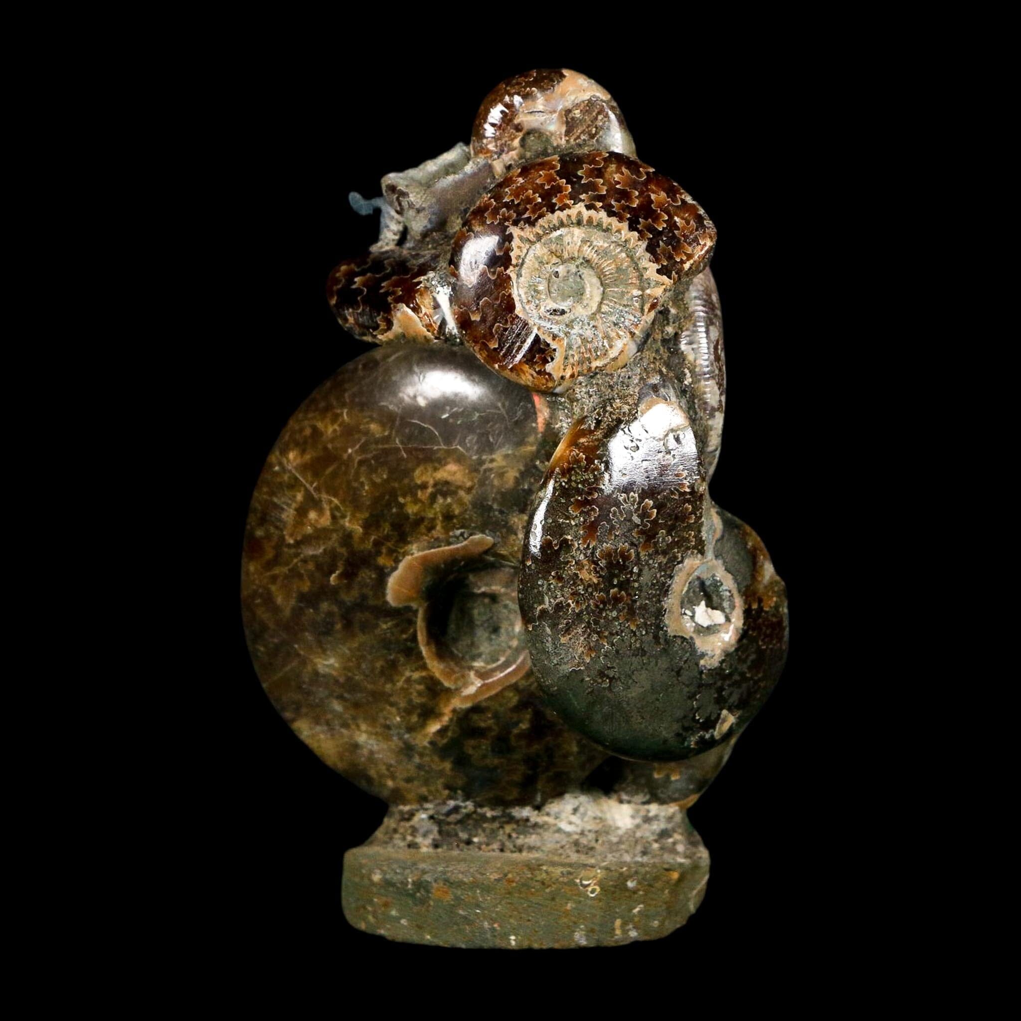 2.9" Cleoniceras Ammonite Fossil Cluster on Stand Madagascar Jurassic Age