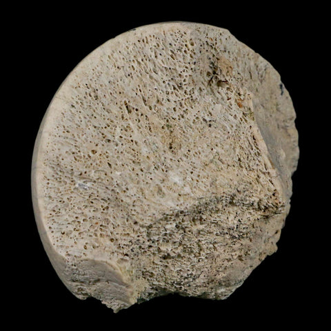 2.4" Brontothere Fossil Femur Bone Eocene Age Badlands S Dakota Titanothere COA - Fossil Age Minerals