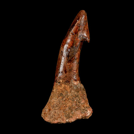 XL 2.9" Sawfish Fossil Tooth Barb Onchopristis Numidus Cretaceous Dinosaur Era COA