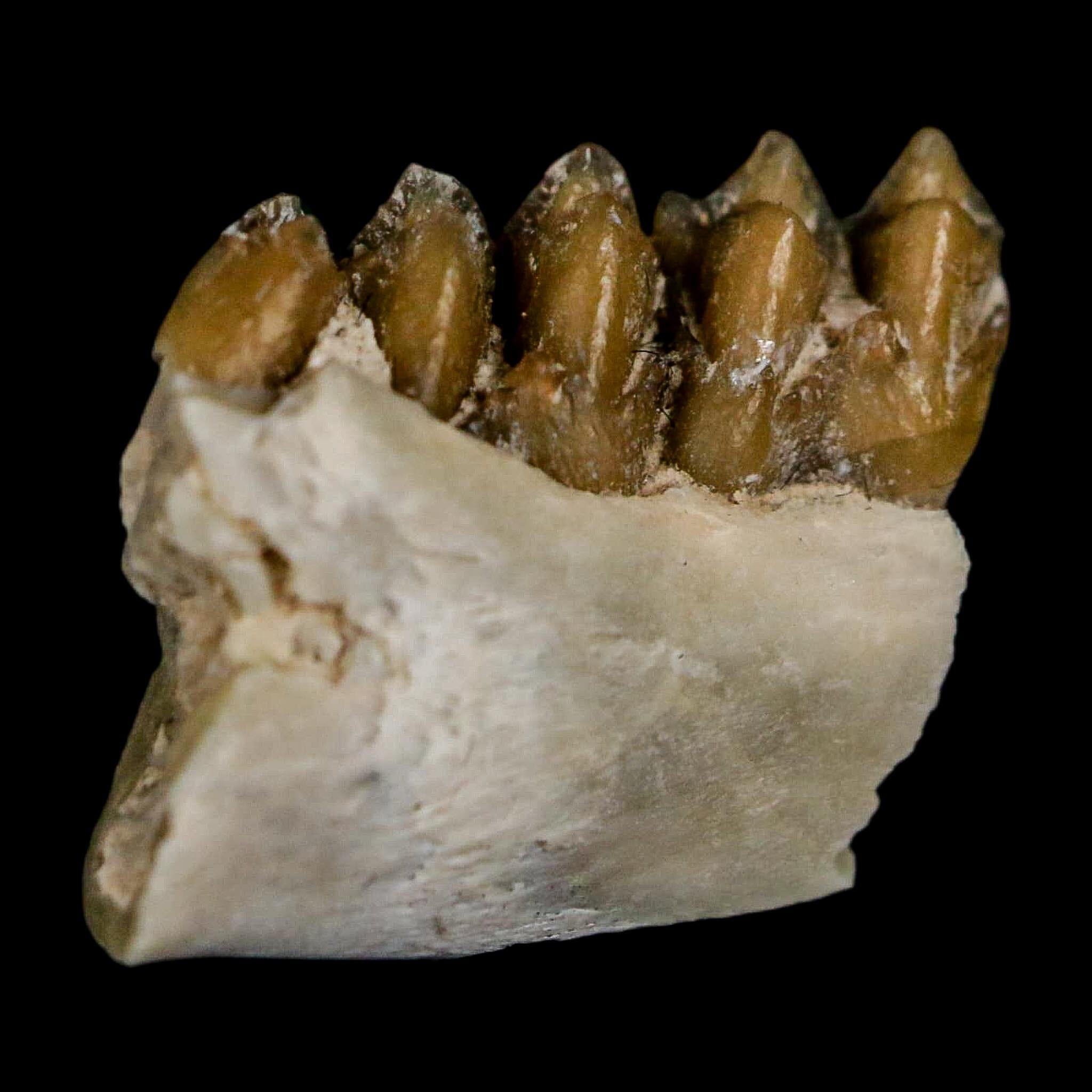 0.6" Leptomeryx Evansi Oligocene Age Fossil Deer Jaw Teeth Wyoming Display COA - Fossil Age Minerals
