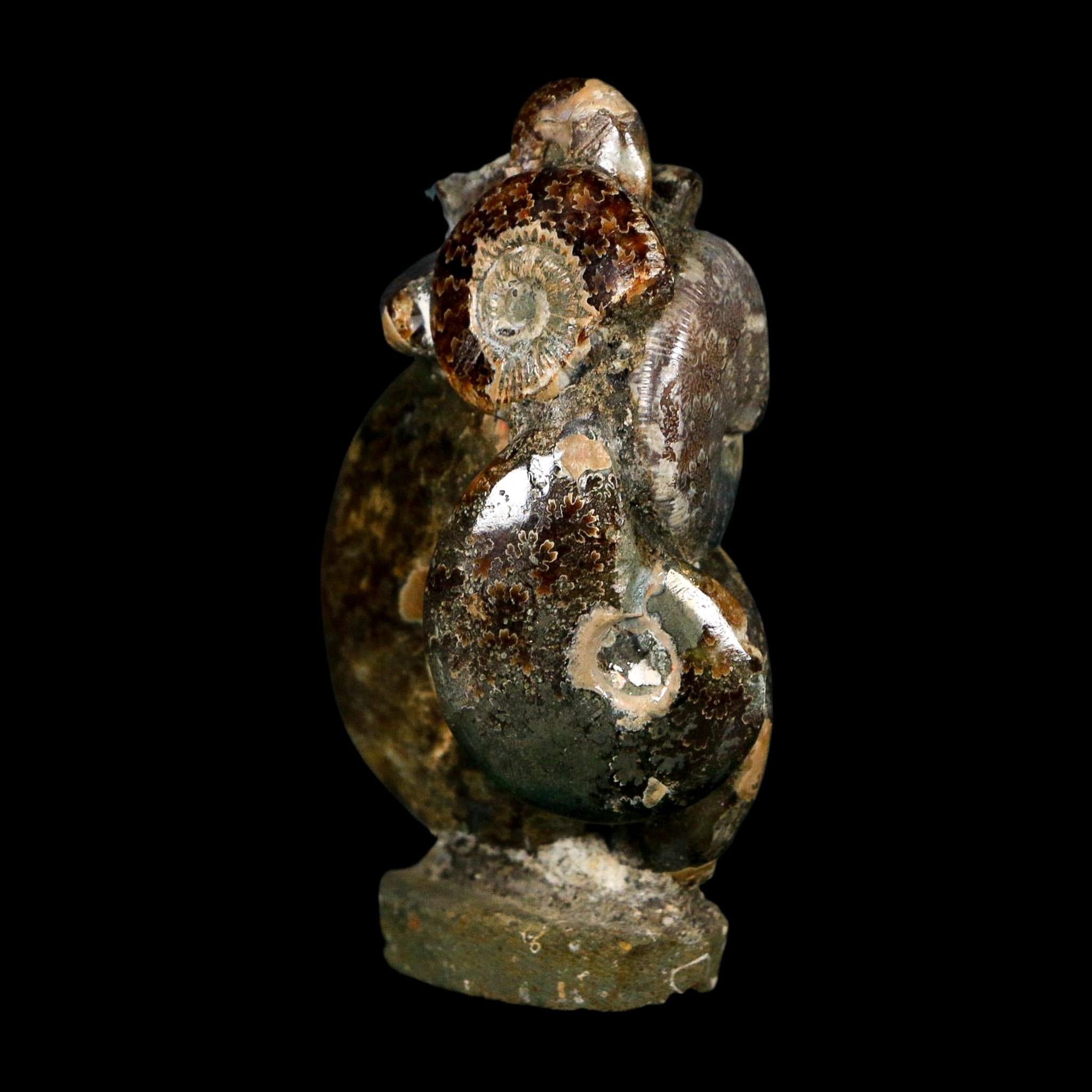 2.9" Cleoniceras Ammonite Fossil Cluster on Stand Madagascar Jurassic Age