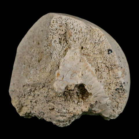 2.4" Brontothere Fossil Femur Bone Eocene Age Badlands S Dakota Titanothere COA - Fossil Age Minerals