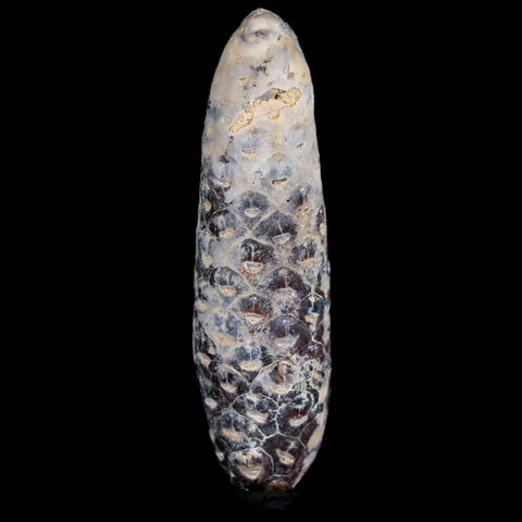 XXL 3" Fossil Pine Cone Equicalastrobus Replaced By Agate Eocene Age Seeds Fruit - Fossil Age Minerals