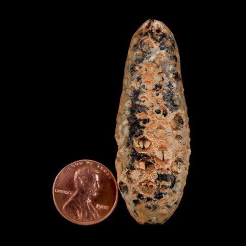 XL 2.3" Fossil Pine Cone Equicalastrobus Replaced By Agate Eocene Age Seeds Fruit - Fossil Age Minerals