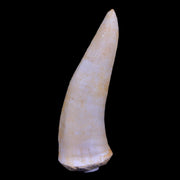 XL 2.3" Saber Toothed Herring Fossil Fang Enchodus Libycus Cretaceous COA Stand
