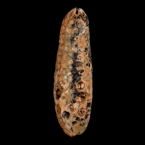 XL 2.3" Fossil Pine Cone Equicalastrobus Replaced By Agate Eocene Age Seeds Fruit - Fossil Age Minerals