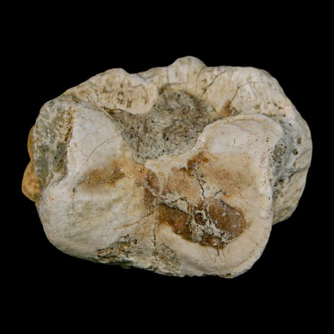 1.8" Brontothere Fossil Toe Bone Eocene Age Badlands S Dakota Titanothere COA - Fossil Age Minerals