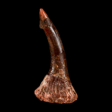 2.3" Sawfish Fossil Tooth Barb Onchopristis Numidus Cretaceous Dinosaur Era COA