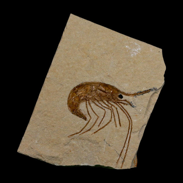 1.5
