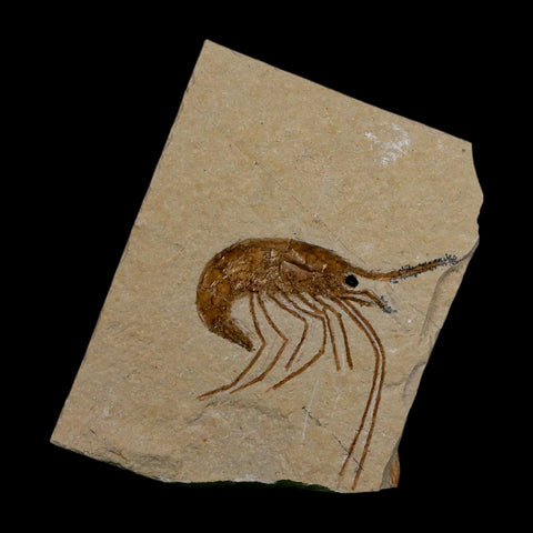 1.5" Fossil Shrimp Carpopenaeus Cretaceous Age 100 Mil Yrs Old Lebanon COA - Fossil Age Minerals