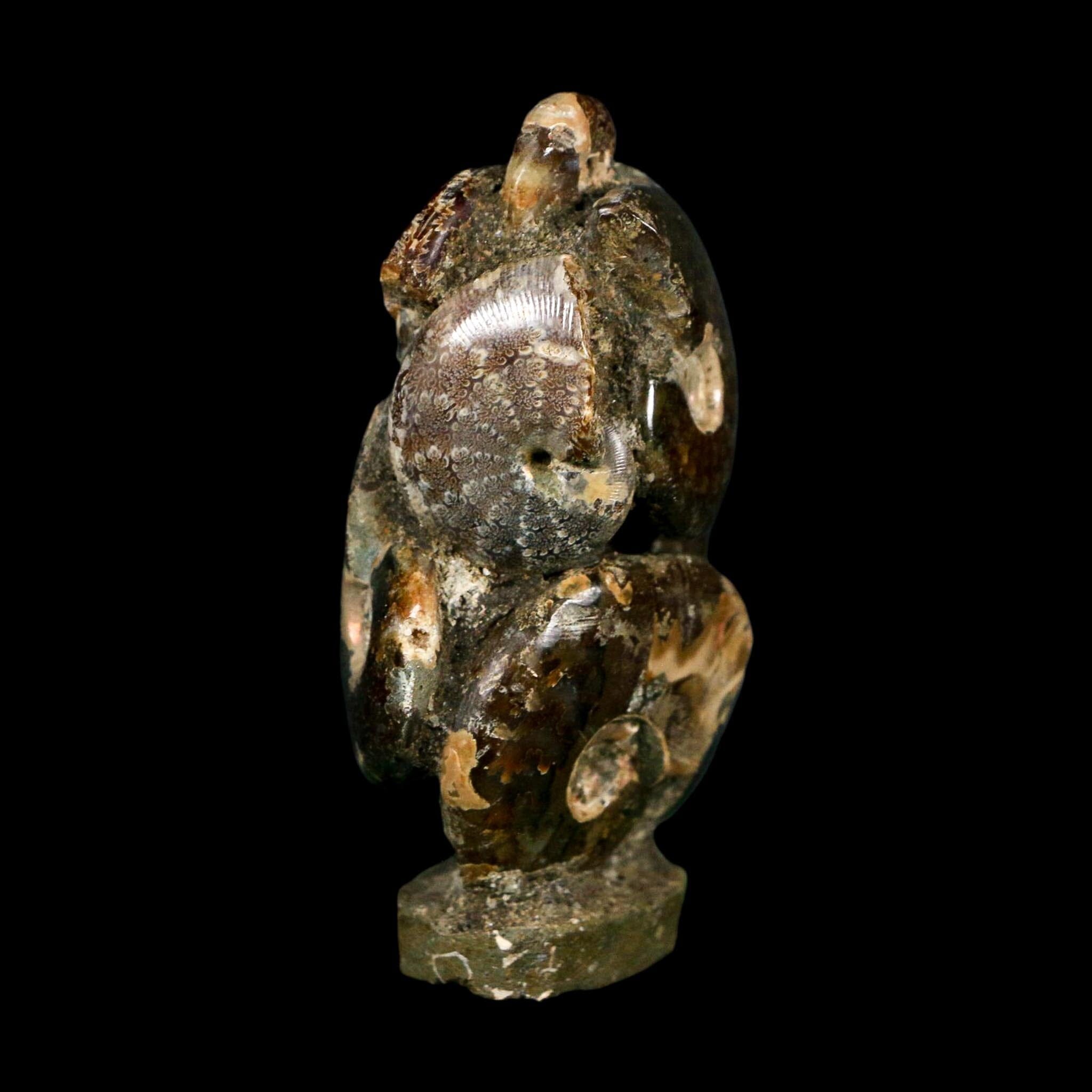 2.9" Cleoniceras Ammonite Fossil Cluster on Stand Madagascar Jurassic Age
