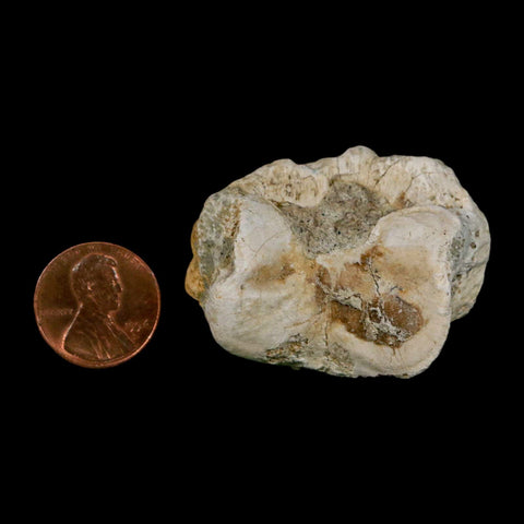 1.8" Brontothere Fossil Toe Bone Eocene Age Badlands S Dakota Titanothere COA - Fossil Age Minerals