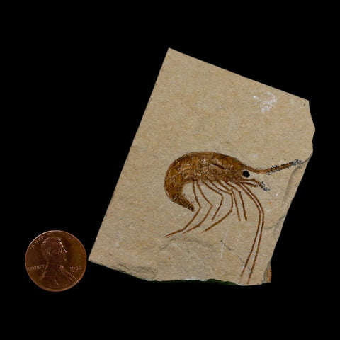 1.5" Fossil Shrimp Carpopenaeus Cretaceous Age 100 Mil Yrs Old Lebanon COA - Fossil Age Minerals