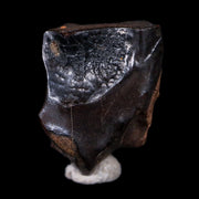 XL 0.6" Triceratops Fossil Tooth Hell Creek FM Cretaceous Dinosaur MT COA & Display