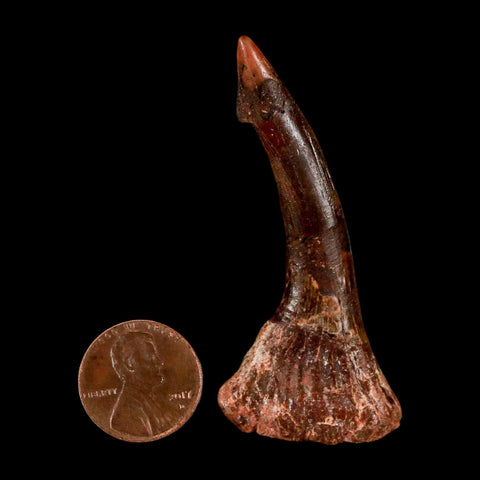 2.3" Sawfish Fossil Tooth Barb Onchopristis Numidus Cretaceous Dinosaur Era COA