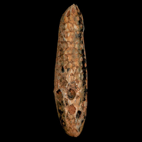 XL 2.3" Fossil Pine Cone Equicalastrobus Replaced By Agate Eocene Age Seeds Fruit - Fossil Age Minerals