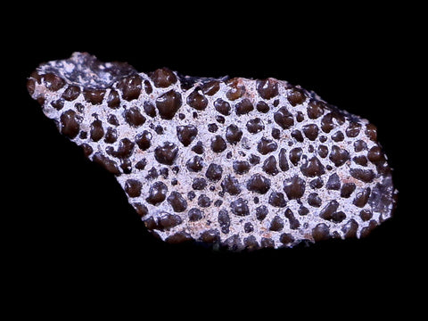 0.4" Megaloolithus Titanosaur Dinosaur Fossil Egg Shell Aix Basin France Display - Fossil Age Minerals