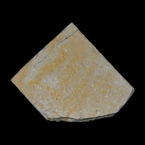 1.3" Fossil Shrimp Carpopenaeus Cretaceous Age 100 Mil Yrs Old Lebanon COA - Fossil Age Minerals