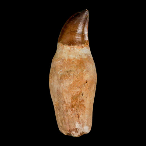XL 4.6" Mosasaur Prognathodon Fossil Tooth Rooted Cretaceous Dinosaur Era COA - Fossil Age Minerals
