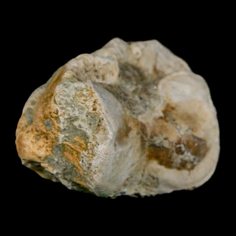 1.8" Brontothere Fossil Toe Bone Eocene Age Badlands S Dakota Titanothere COA - Fossil Age Minerals