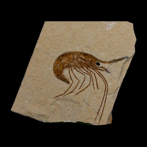 1.5" Fossil Shrimp Carpopenaeus Cretaceous Age 100 Mil Yrs Old Lebanon COA - Fossil Age Minerals