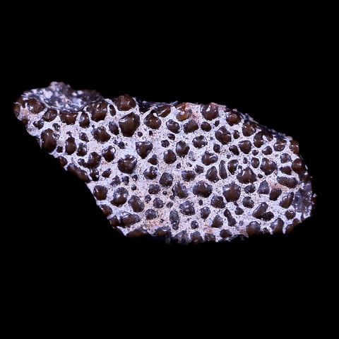 0.4" Megaloolithus Titanosaur Dinosaur Fossil Egg Shell Aix Basin France Display - Fossil Age Minerals