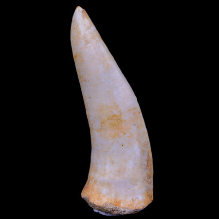 XL 2.3" Saber Toothed Herring Fossil Fang Enchodus Libycus Cretaceous COA Stand