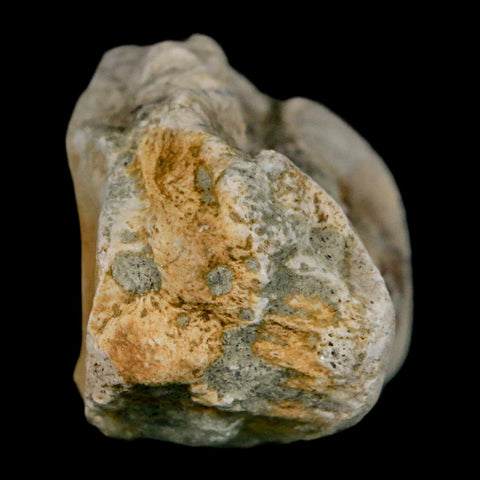 1.8" Brontothere Fossil Toe Bone Eocene Age Badlands S Dakota Titanothere COA - Fossil Age Minerals