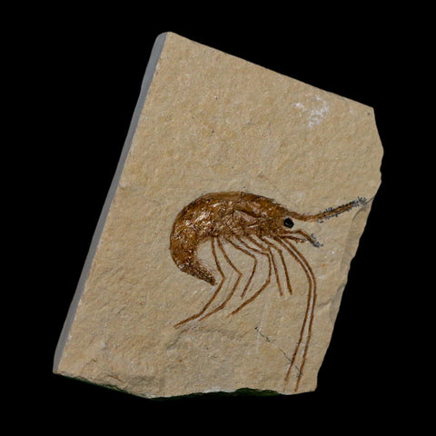 1.5" Fossil Shrimp Carpopenaeus Cretaceous Age 100 Mil Yrs Old Lebanon COA - Fossil Age Minerals