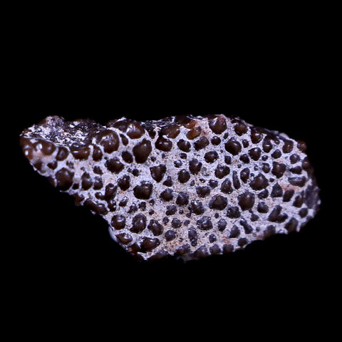 0.4" Megaloolithus Titanosaur Dinosaur Fossil Egg Shell Aix Basin France Display - Fossil Age Minerals