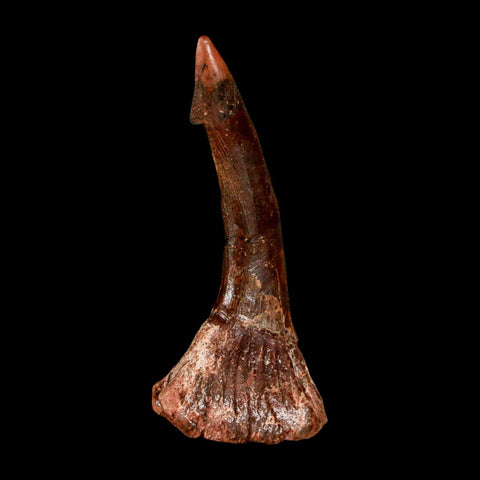 2.3" Sawfish Fossil Tooth Barb Onchopristis Numidus Cretaceous Dinosaur Era COA