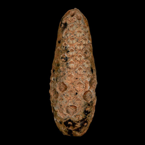 XL 2.3" Fossil Pine Cone Equicalastrobus Replaced By Agate Eocene Age Seeds Fruit - Fossil Age Minerals