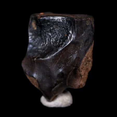 XL 0.6" Triceratops Fossil Tooth Hell Creek FM Cretaceous Dinosaur MT COA & Display