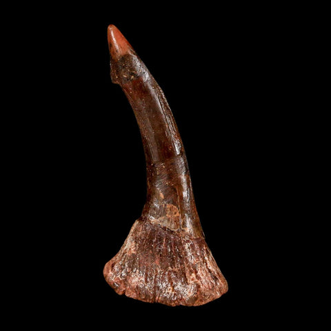 2.3" Sawfish Fossil Tooth Barb Onchopristis Numidus Cretaceous Dinosaur Era COA