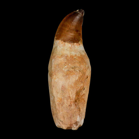 XL 4.6" Mosasaur Prognathodon Fossil Tooth Rooted Cretaceous Dinosaur Era COA - Fossil Age Minerals