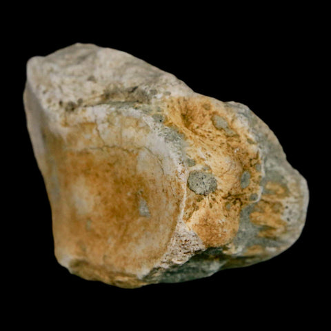 1.8" Brontothere Fossil Toe Bone Eocene Age Badlands S Dakota Titanothere COA - Fossil Age Minerals