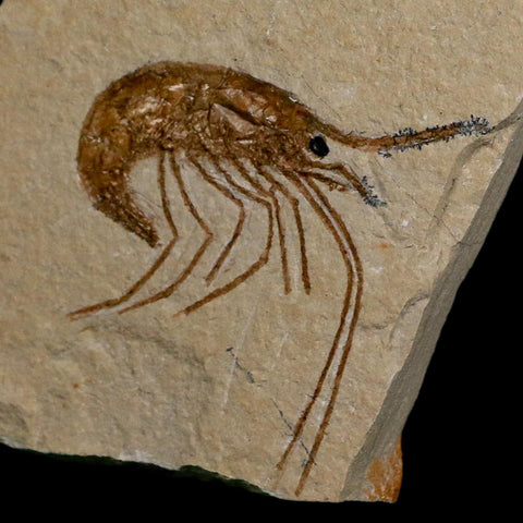 1.5" Fossil Shrimp Carpopenaeus Cretaceous Age 100 Mil Yrs Old Lebanon COA - Fossil Age Minerals