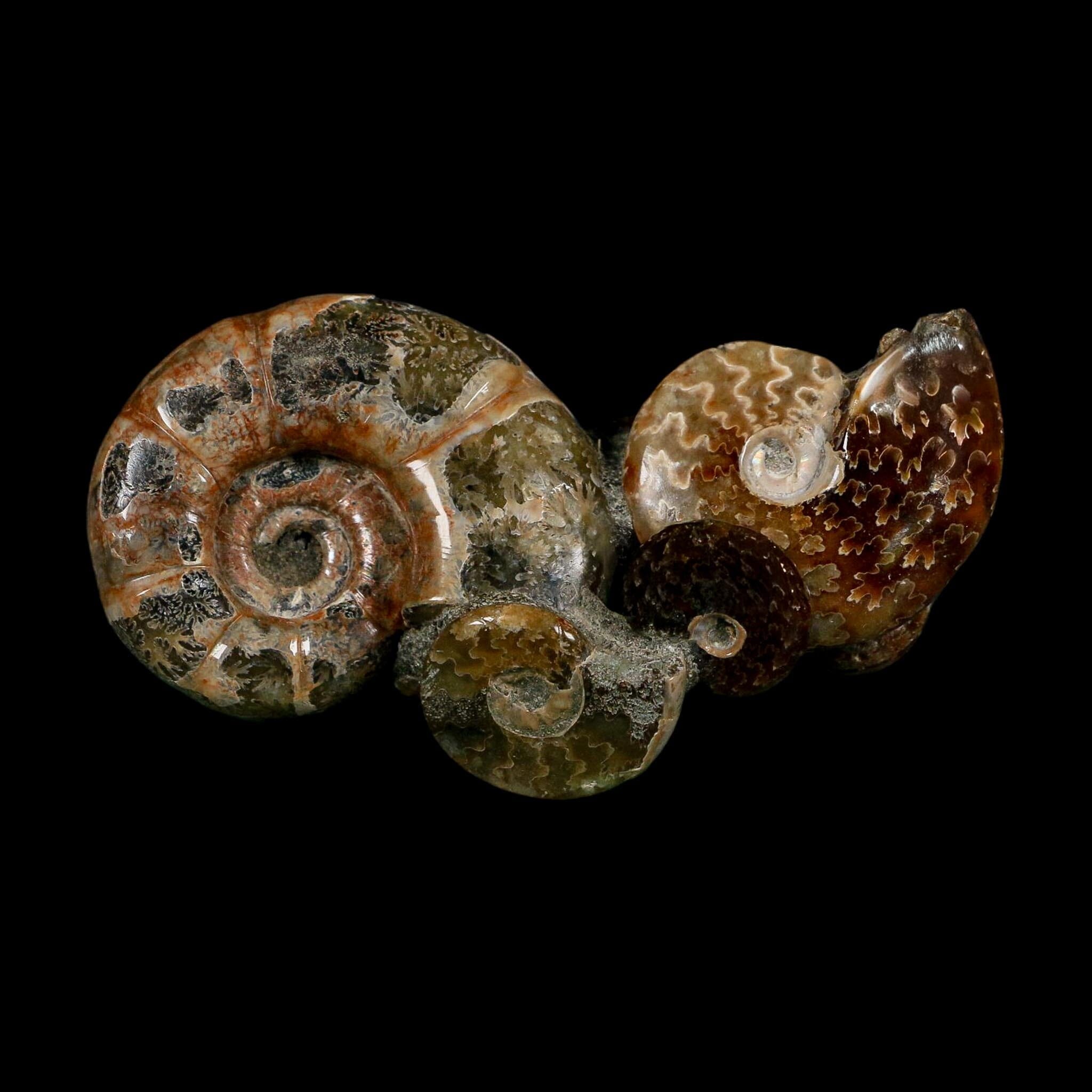 3.6" Cleoniceras Ammonite Fossil Cluster Self Standing Madagascar Jurassic Age