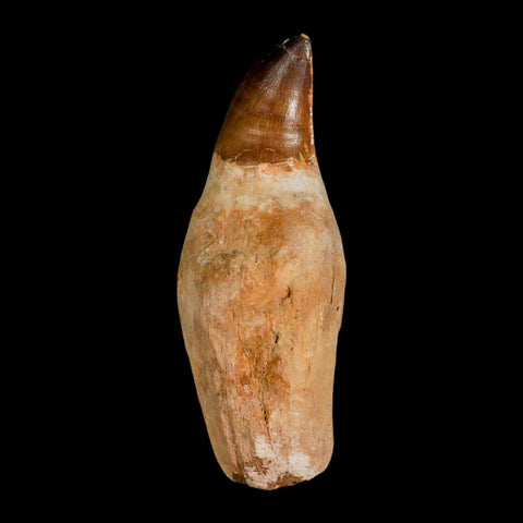 XL 4.6" Mosasaur Prognathodon Fossil Tooth Rooted Cretaceous Dinosaur Era COA - Fossil Age Minerals