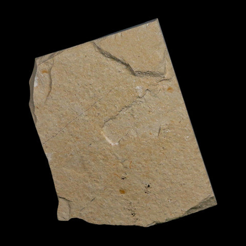 1.5" Fossil Shrimp Carpopenaeus Cretaceous Age 100 Mil Yrs Old Lebanon COA - Fossil Age Minerals