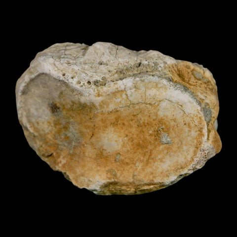 1.8" Brontothere Fossil Toe Bone Eocene Age Badlands S Dakota Titanothere COA - Fossil Age Minerals
