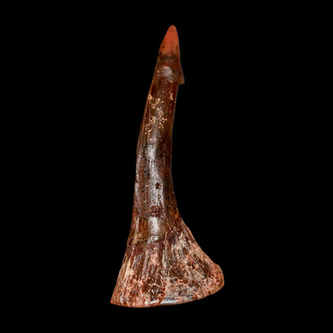 2.3" Sawfish Fossil Tooth Barb Onchopristis Numidus Cretaceous Dinosaur Era COA