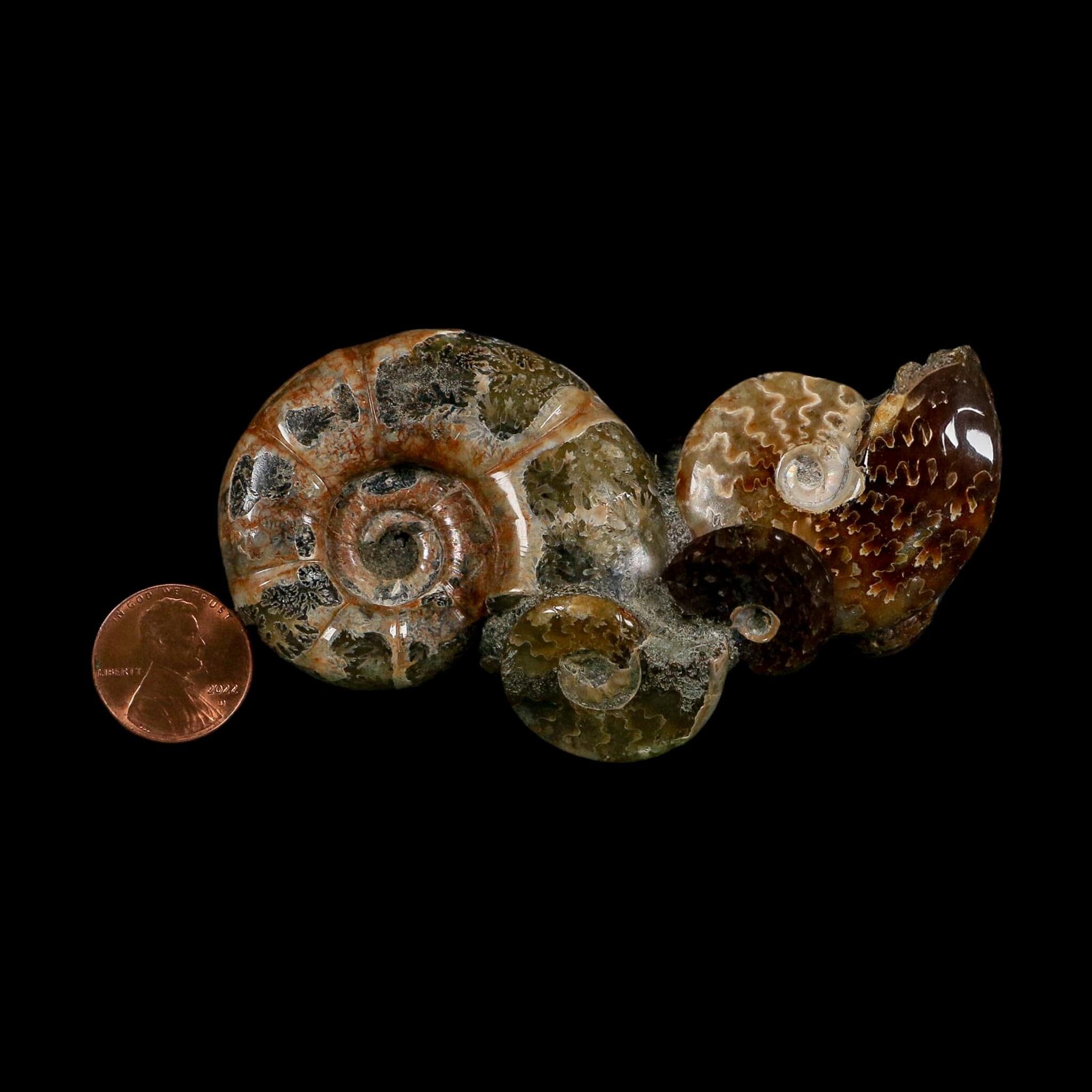 3.6" Cleoniceras Ammonite Fossil Cluster Self Standing Madagascar Jurassic Age