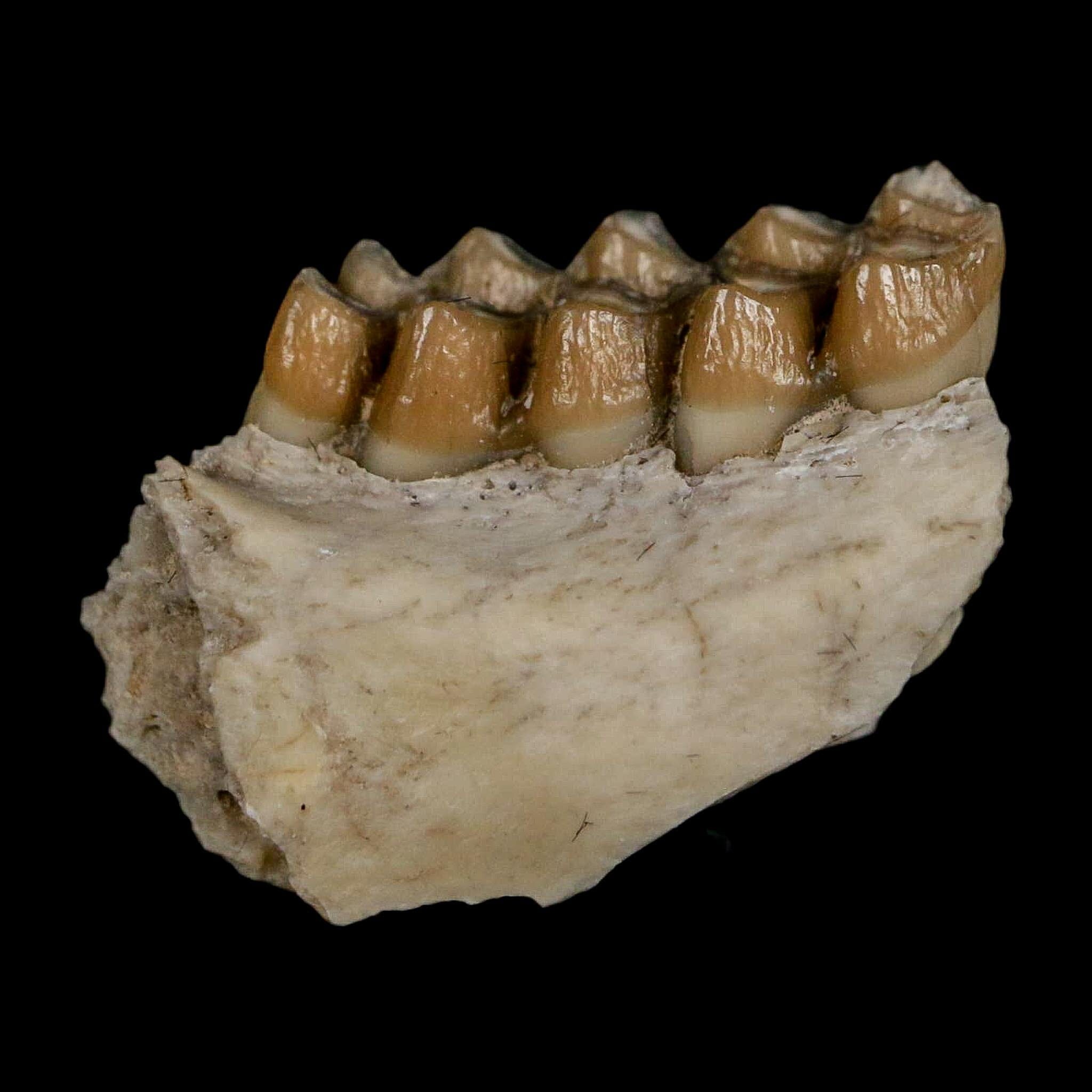 0.8" Leptomeryx Evansi Oligocene Age Fossil Deer Jaw Teeth Wyoming Display COA - Fossil Age Minerals
