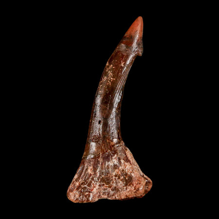 2.3" Sawfish Fossil Tooth Barb Onchopristis Numidus Cretaceous Dinosaur Era COA