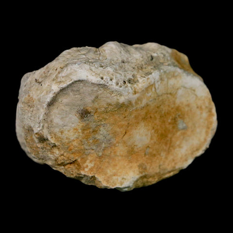 1.8" Brontothere Fossil Toe Bone Eocene Age Badlands S Dakota Titanothere COA - Fossil Age Minerals