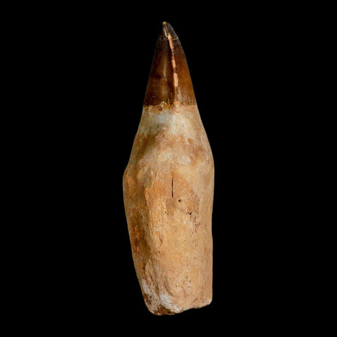 XL 4.6" Mosasaur Prognathodon Fossil Tooth Rooted Cretaceous Dinosaur Era COA - Fossil Age Minerals