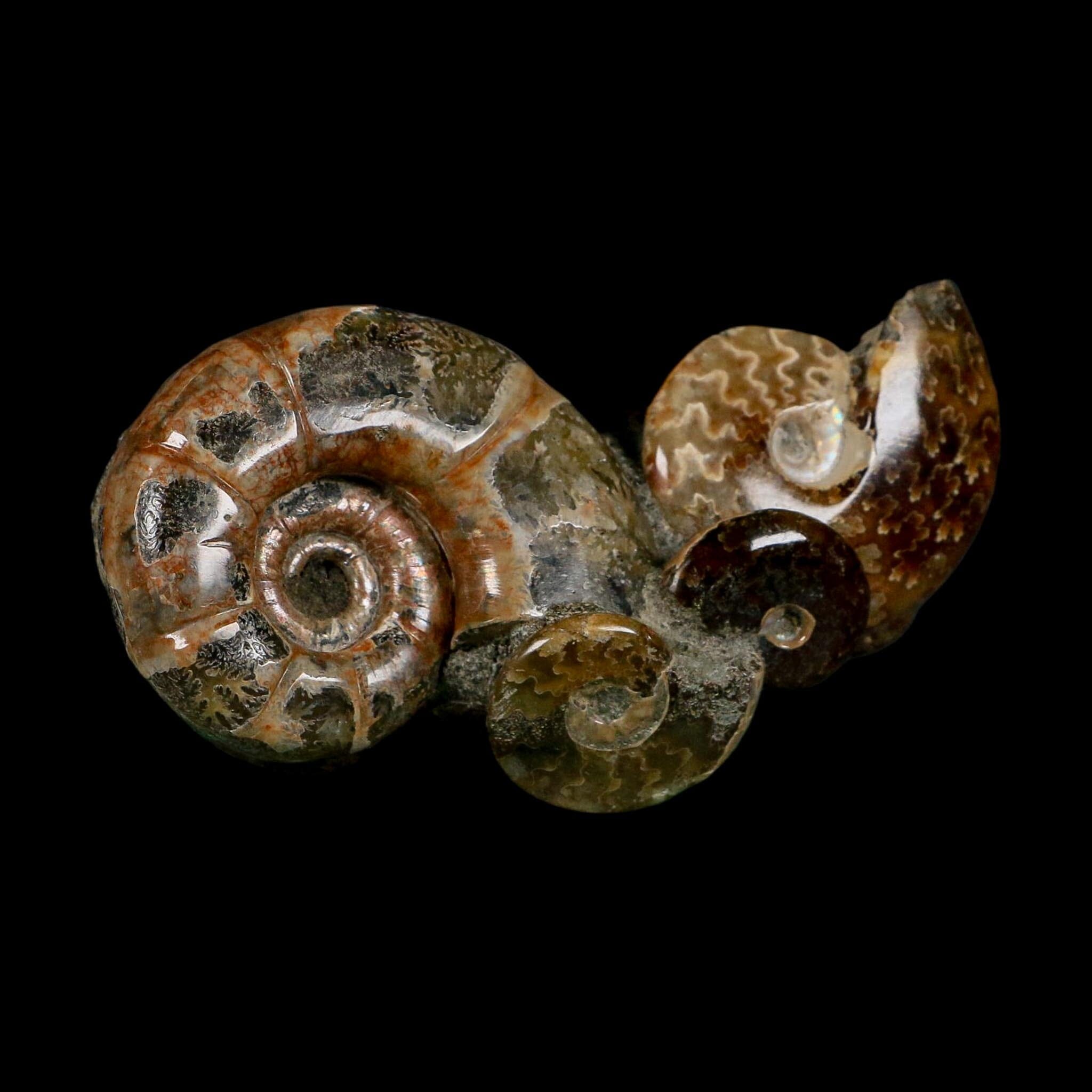 3.6" Cleoniceras Ammonite Fossil Cluster Self Standing Madagascar Jurassic Age