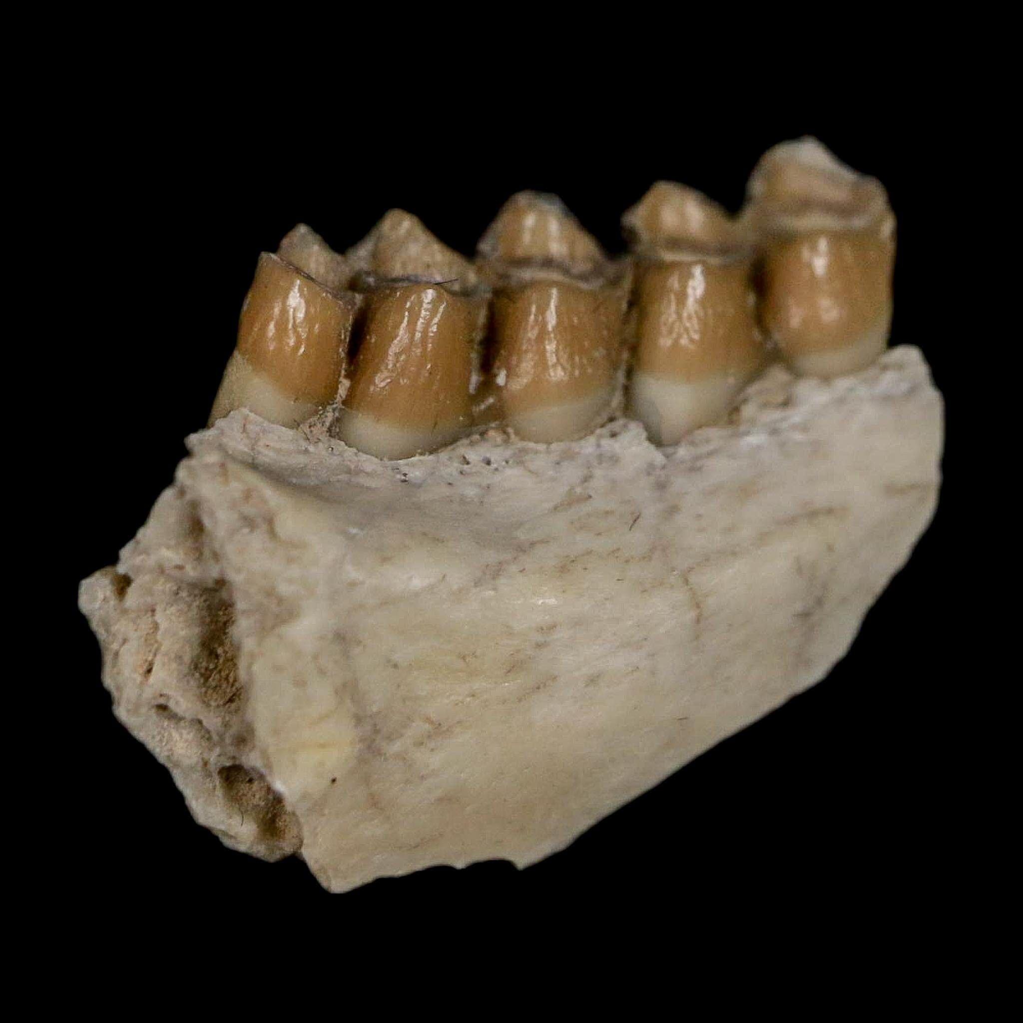 0.8" Leptomeryx Evansi Oligocene Age Fossil Deer Jaw Teeth Wyoming Display COA - Fossil Age Minerals