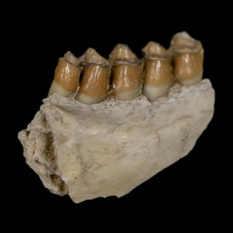 0.8" Leptomeryx Evansi Oligocene Age Fossil Deer Jaw Teeth Wyoming Display COA - Fossil Age Minerals